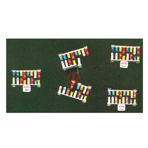 Mô hình Nhân đôi ADN (CSSH2083)